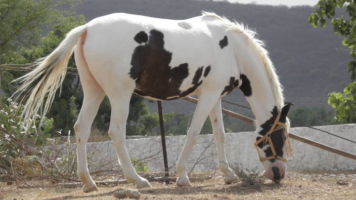 Lake Nahargarh Palace, Chittorgarh - A jüSTa Resort Activities Horse Riding