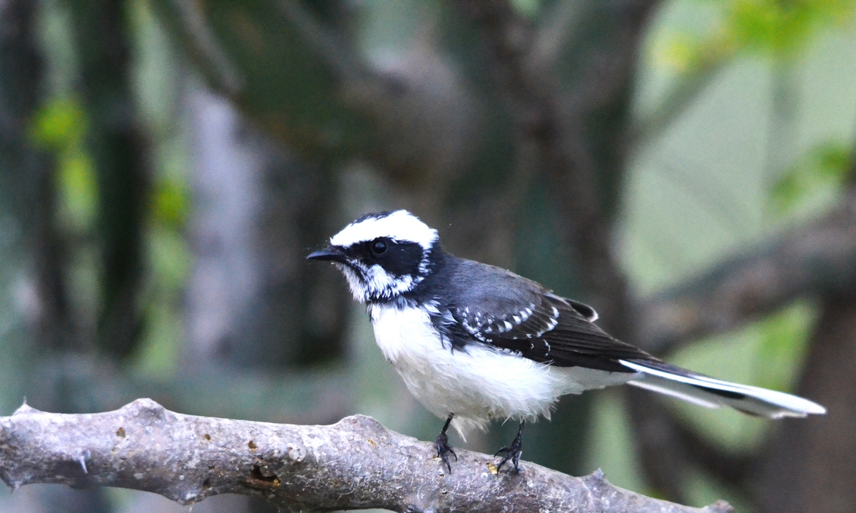 Jaisamand Wildlife, Jaisamand