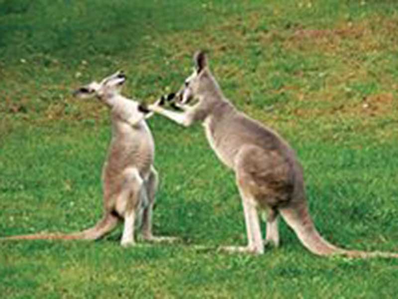 Jaisamand Wildlife, Jaisamand