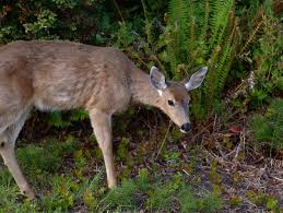 Jaisamand Wildlife, Jaisamand