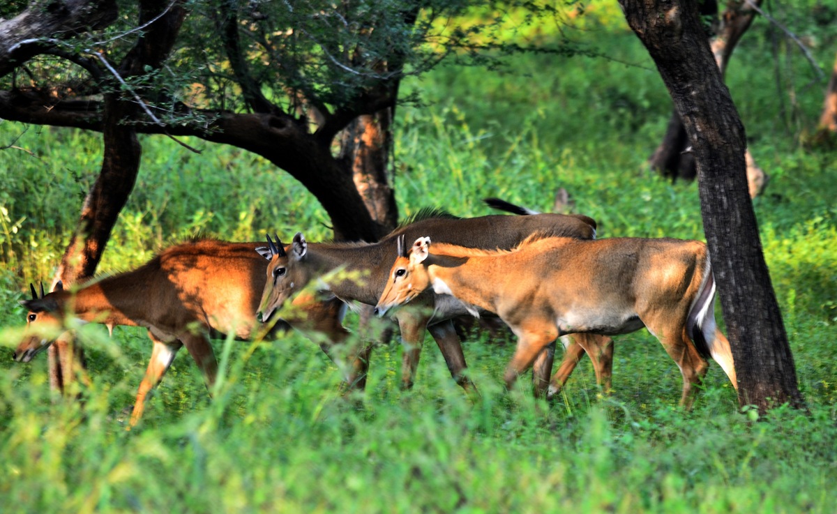 Jaisamand Wildlife, Jaisamand