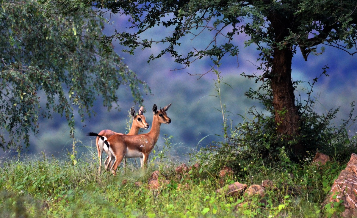 Jaisamand Wildlife, Jaisamand